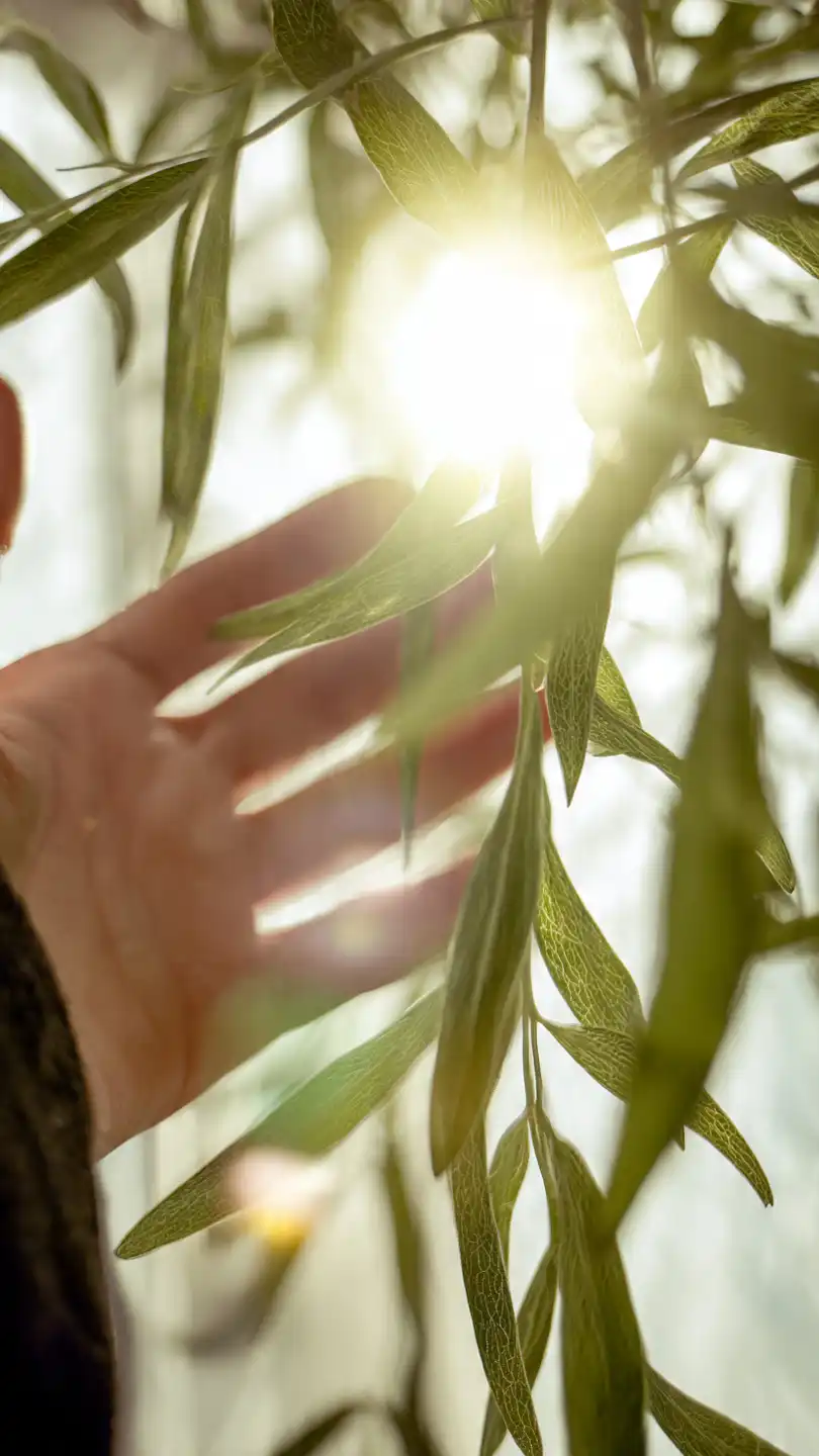 Plantes purifiantes pour chambre a coucher creez votre cocon de bien etre vegetal