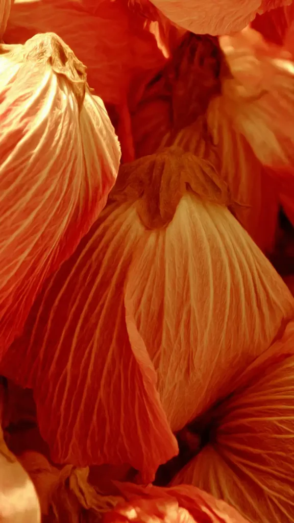 Jus de Bissap : Recette, Bienfaits et Secrets de cette Boisson Miracle 5 fleurs d hibiscus s ch es textures et couleurs vibrantes