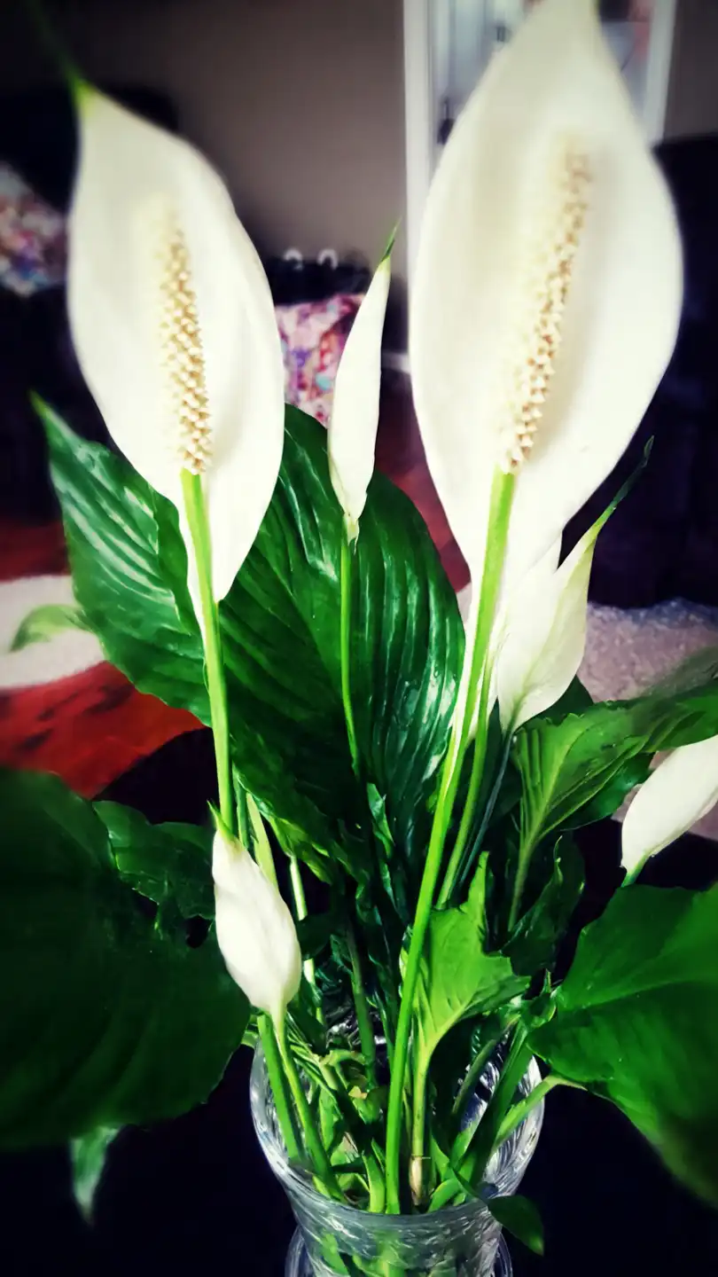 Plantes purifiantes pour chambre à coucher : créez votre cocon de bien-être végétal 6 spathiphyllum en fleurs sur une commode atmosph re